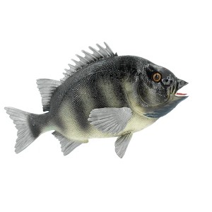 Collectible Wildlife Gifts | Fish, Rock Bream, Bass, Museum Quality, Hand Painted, Rubber Fish, Realistic Toy Figure, Model, Gift,   7"   CH381 BB142 - 1 of 4