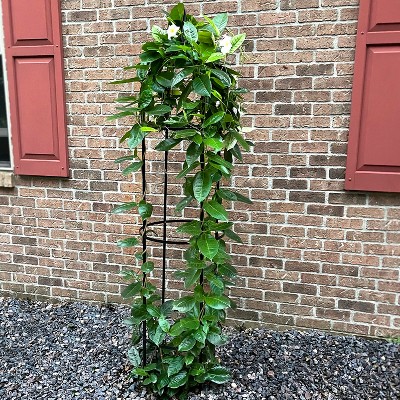 78.5" Black Powder-Coated Steel Garden Obelisk