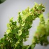 Sullivans Artificial Green Amaranthus Spray 29"H - 2 of 2