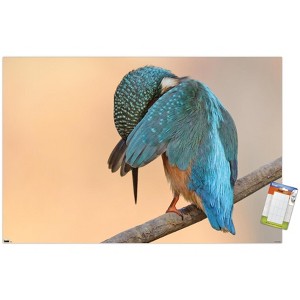 Trends International The Comedy Wildlife Photography Awards: Antonio Medina - Ashamed Unframed Wall Poster Prints - 1 of 4