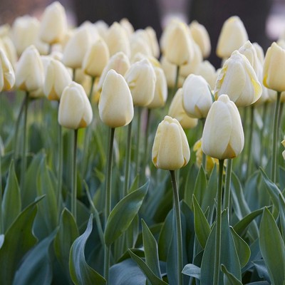 Tulips Floradale Set of 12 Bulbs - Ivory/White - Van Zyverden