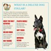 Country Brook Petz® Deluxe Dog Collar - Attitude Collection - Made In The U.S.A. - 2 of 4