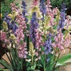 25ct Spanish Blue Bells Mixed Colors Bulbs - Van Zyverden - 2 of 4
