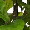 KTMBDW Artificial Fiddle Leaf Fig Tree Fake Ficus Lyrata Plant, Faux Plants in Pot for Indoor Outdoor Home Office Garden Modern Decoration - 4 of 4