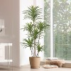 MaseiKar Artificial Dracaena Plants Indoor, 5 ft Faux Tropical Floor Plants Indoor, Tall Fake Yucca Silk Tree in Pot, Artificial Trees for Home Decor - 3 of 4