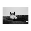 Trademark Fine Art -Aledanda 'Flirt White Horse' Canvas Art - 2 of 3