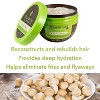 Macadamia Natural Oil Deep Repair Masque (8.5 oz) Intense Hydration & Restoration for Dry, Damaged, or Color-Treated Hair - 2 of 3