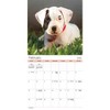 Trends International 2025 Puppies Wall Calendar: Monthly 12x12" Paper, Saddle Stitch Binding, All Ages, Multicolored - 3 of 4