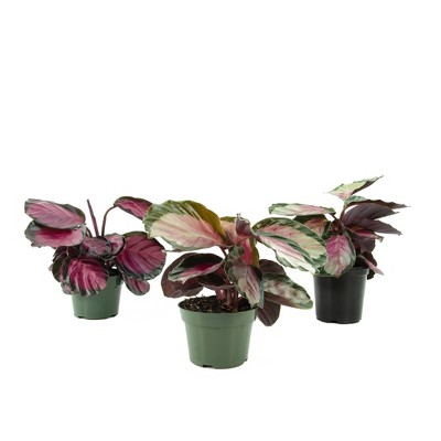 3pc Calathea Red Rosy - National Plant Network