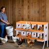 Chicken Nesting Boxes, 6 Hole Roll Away Nest Box for Chicken and Poultry to Collect Eggs, Egg Laying Boxes for Chicken Coop - 3 of 4