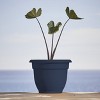 Bloem Ariana Round Resin Planter Pot Indoor and Outdoor Gardening - 2 of 4