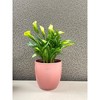 Tierra Garden 6.3" Matte Ceramic Basel Fashion Indoor Pot - 4 of 4