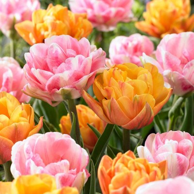 15ct Tulips Double Blossom Blend Bulbs - Van Zyverden