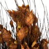 Vickerman 15-20" Natural Bell Grass with Seed Pods, Preserved - 2 of 4