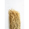 Bundle of Natural Sea Oats – 30" Dried Botanical Stems for Coastal or Beach Decor By Kalalou - 2 of 3
