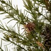 Sullivans Artificial Potted Cedar Pinecone Christmas Tree  Green  Indoor Christmas DÃƒÂ©cor - 2 of 4