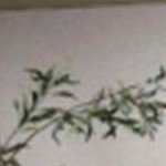 oak