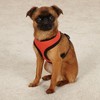 Casual Canine Mesh Harness L Orange - 2 of 3