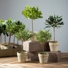 Sullivans Artificial 8.5" Potted Mini Tree Crate of 12 - 3 of 4