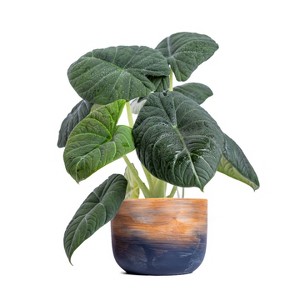 Live 6" Alocasia Maharani Potted Houseplant - 1 of 3