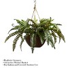 Nature Spring Artificial Boston Fern With Hanging Wicker Basket - 2 of 4