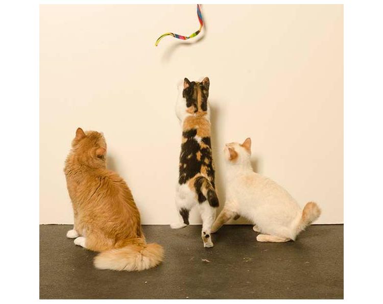 Cat Dancer Cat Charmer Interactive Cat Toy Wand RAINBOW, 2 of 4