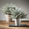 10.5"H & 12.5"H Sullivans Artificial Christmas Potted White Bubble Cedar Set of 2, Green, Indoor Christmas Decor - 3 of 4