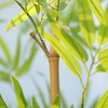 DR.Planzen 6FT Artificial Bamboo Tree with 24 Realistic Stems - Faux Indoor/Outdoor Floor Plant for Home Decor - Tall Fake Tree House Plant in Green - 3 of 4