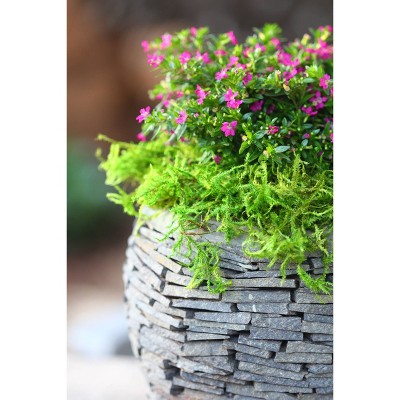 Green Preserved Forest Moss Decorative Filler