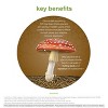 Youtheory Mushroom Immune Complex - Organic Mushroom Blend with Chaga, Cordyceps, Lion's Mane, Maitake & More - 60 Vegetarian Capsules - 3 of 4
