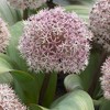 Set of 7 Allium Karataviense Bulbs - Van Zyverden - 2 of 4