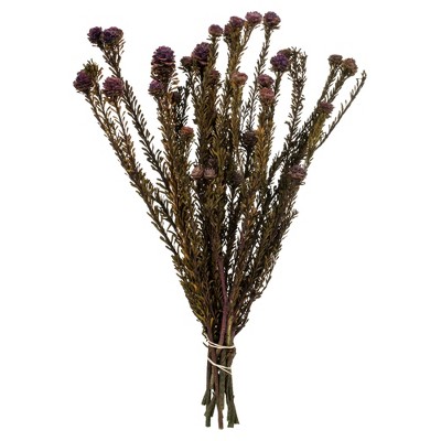 Vickerman 12" Tortum Bundle, Preserved