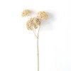 Sullivans Artificial Seed Pod Stem 31"H Off-White - 3 of 3