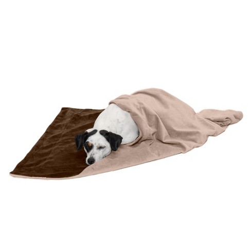 Your dog on online a blanket