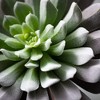 Sullivans Artificial 7.5" Sprouting Sempervivum Rote, Green - 2 of 2