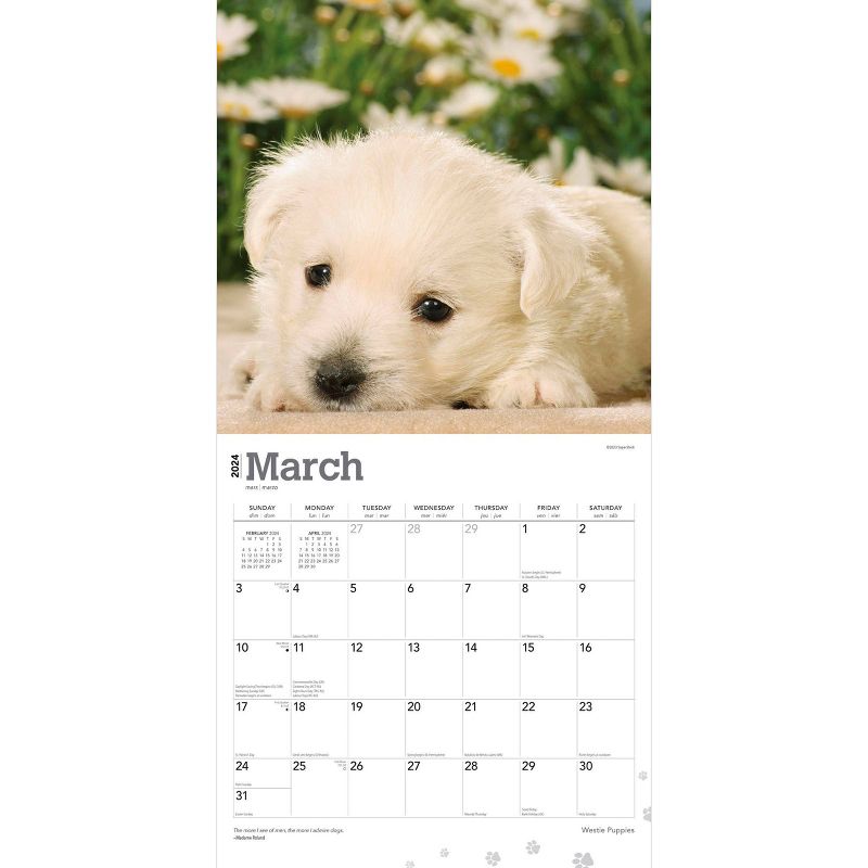 Browntrout 2024 Wall Calendar 12&#34;x12&#34; West Highland White Terrier Puppies, 3 of 5