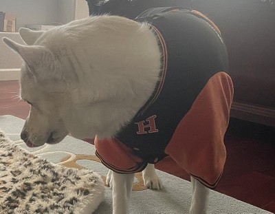 Guest review image 2 of 2, zoom in