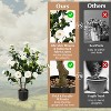 Cesicia 38 Inch Artificial Camellia Tree Faux Flower Plant in Cement Pot, for Home Decor - 4 of 4