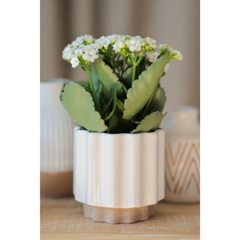 Loma White Planter Vase - Shiraleah, 2 of 6
