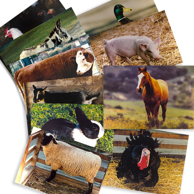 Stages Learning Materials Farm Animal Real Life Learning Poster Set, Set of 10, 3 of 4