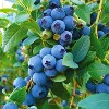 Van Zyverden 1ct Root BlueBerry Bluecrop - 2 of 4