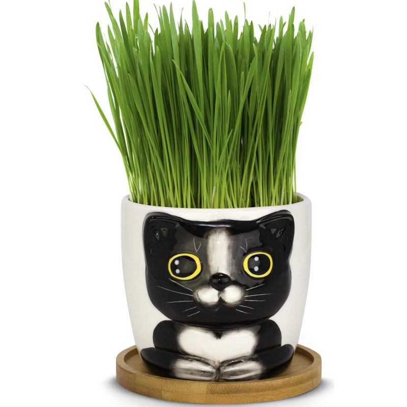 Window Garden Cute Pot Cat Grass Growing Kit - Gray, 1 of 2