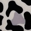 snake cheetah