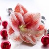 Van Zyverden Amaryllis Red Popov Flower Bulb with Artisan Decorative Planter - 2 of 4