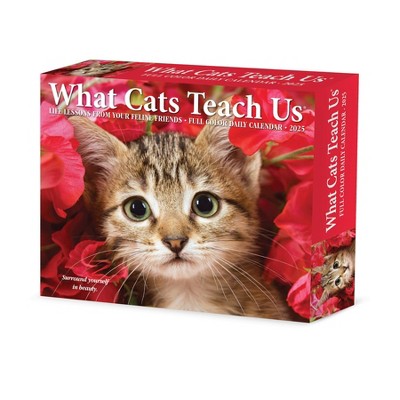 Willow Creek Press What Cats Teach Us 2025 Box Calendar: Daily Desktop Planner, 5x6", Blue, All Ages