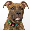 Country Brook Petz HossFit Jr Wide Deluxe Dog Collar - Groovy Collection - 2 of 4