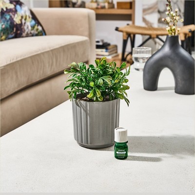 Lifelines Boxwood Faux Plant Diffuser in Ribbed Gray Planter