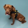 Joyride Harness Premium Advanced No Pull Dog Harness 2.0 Sunshine Yellow - 2 of 4