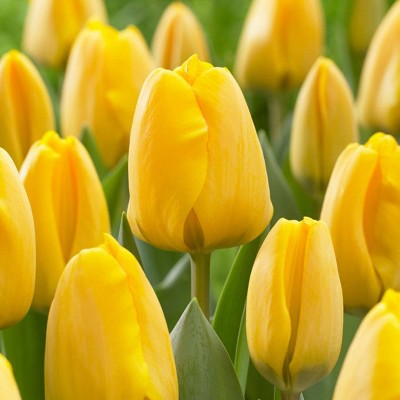 Set of 25 Bulbs Tulips 2021 Color of The Year Illuminating - Van Zyverden