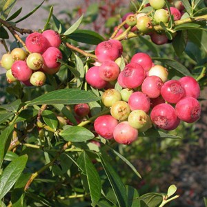 Van Zyverden 1ct Root Blueberry Pink Lemonade - 1 of 4
